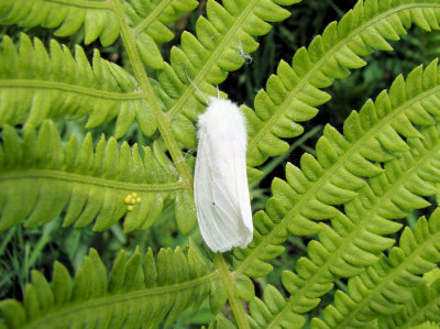 Virginian Tiger Moth (Spilosoma virginica) Hodges #8137