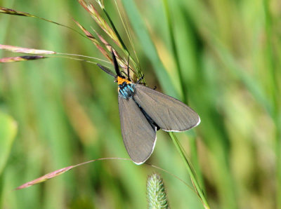 Virginia Ctenucha (Ctenucha virginica) Hodges #8262