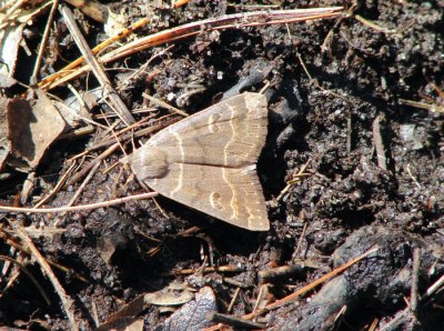 Common Oak Moth (Phoberia atomaris) Hodges #8591