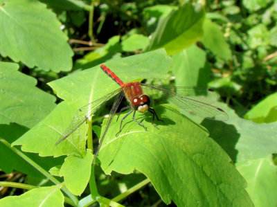 White-faced Meadowhawk  (Sympetrum obstrusum)