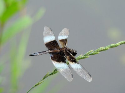 Widow Skimmer (Libellula luctuosa)