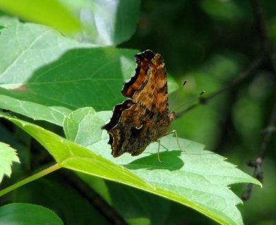 Eastern Comma (Polygonia comma)