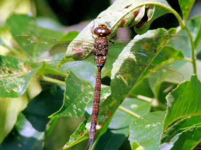 Shadow Darner (Aeshna umbrosa)