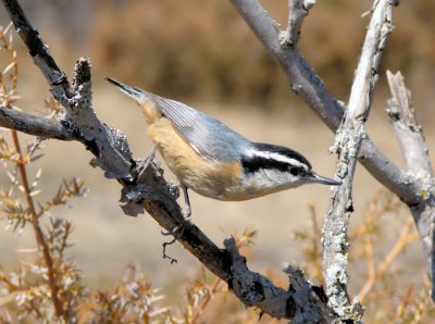 Red-breasted Nuthatch