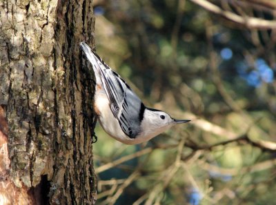 White-breasted Nuthatch