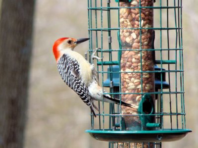 Red-bellied Woodpecker