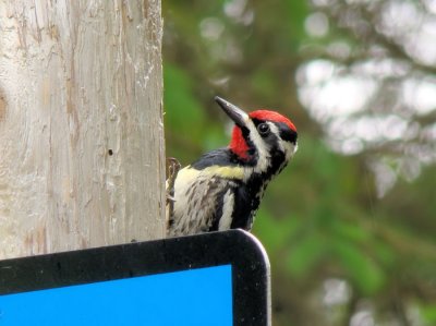 Yellow-bellied Sapsucker