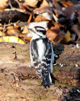 Downy Woodpecker, male