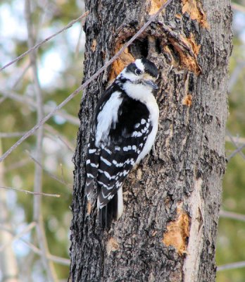 Hairy Woodpecker, male