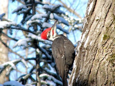 Pileated Woodpecker, male