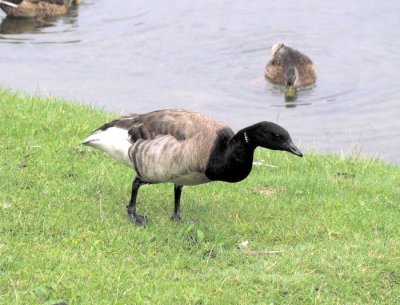 Brant (<i>Branta bernicla</i>)