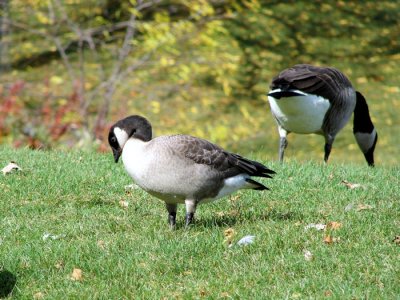 Cackling Goose