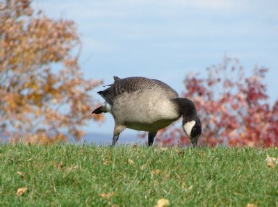 Cackling Goose