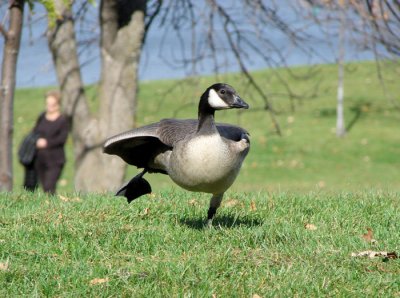 Cackling Goose