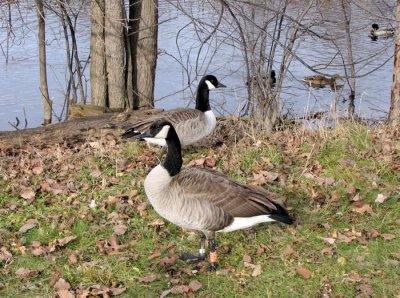 Canada Geese