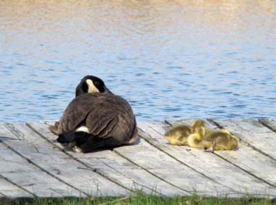 Canada Goose with goslings