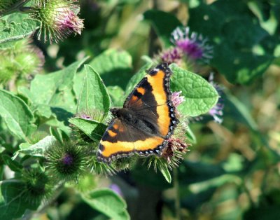 Milbert's Tortoiseshell (Nymphalis milbertii)