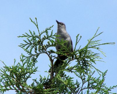 Gray Catbird