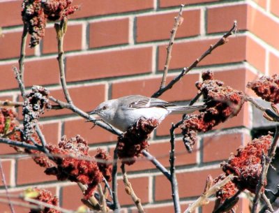 Northern Mockingbird