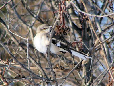 Northern Mockingbird