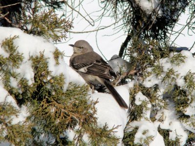 Northern Mockingbird