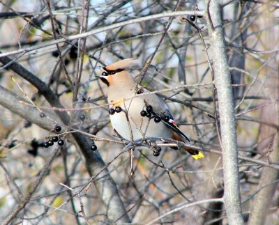 Bohemian Waxwing