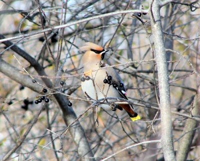 Bohemian Waxwing