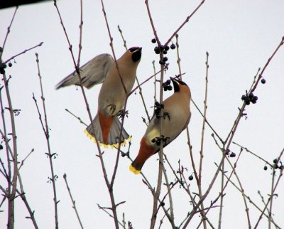 Bohemian Waxwings