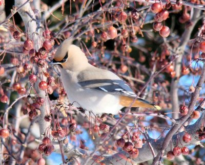 Bohemian Waxwing