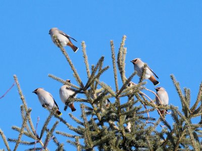 Bohemian Waxwings