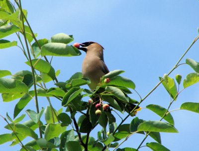 Cedar Waxwing