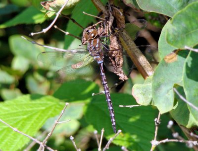 Lance-tipped Darner (Aeshna constricta)