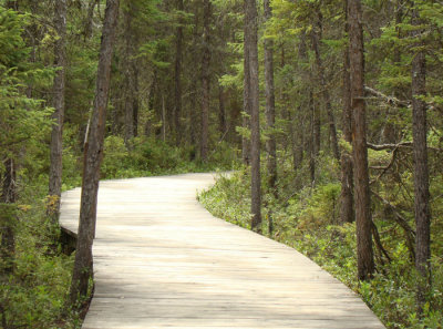 Spruce Bog Boardwalk