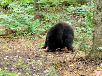 Black Bear with tomatoes
