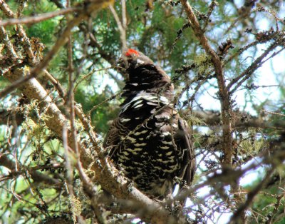 Spruce Grouse