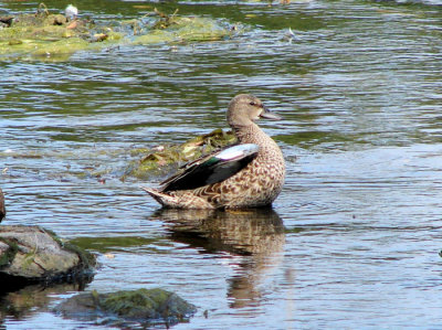 Blue-winged Teal