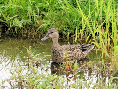 Blue-winged Teal (female)