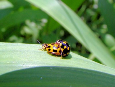 14-Spotted Lady Beetles