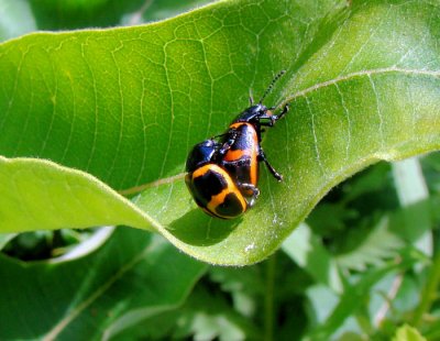 Milkweed leaf beetles (Labidomera clivicollis)