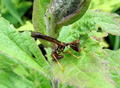 Brown Mantidfly (Climaciella brunnea)