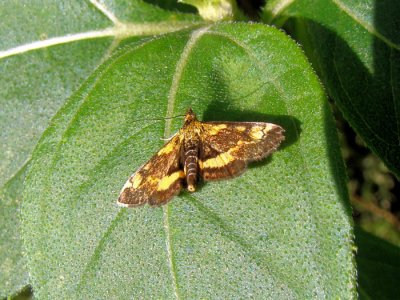 Orange Mint Moth (Pyrausta orphisalis) Hodges #5058
