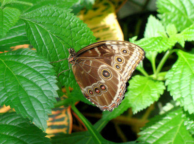 Blue Morpho