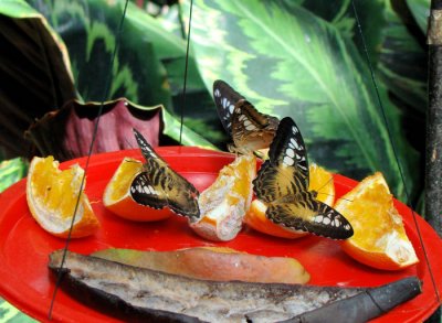 Clippers feeding on fruit