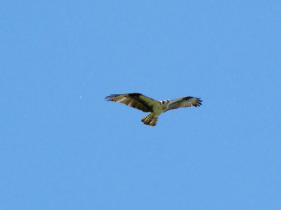 Point Pelee 2008