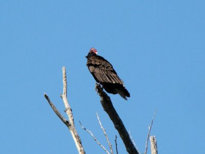 Turkey Vulture