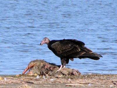 Turkey Vulture with raccoon carcass