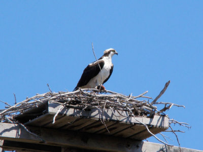 Osprey