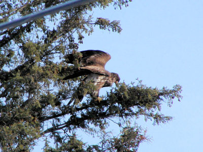 Bald Eagle