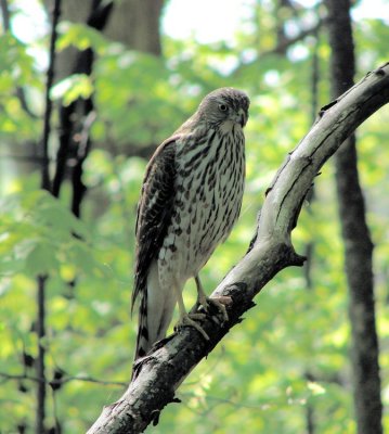 Cooper's Hawk