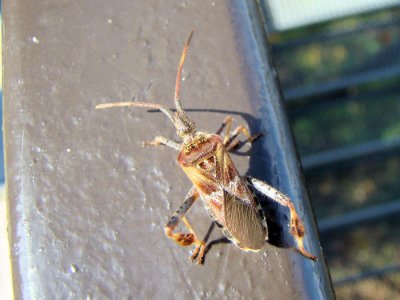 Western Conifer Seed Bug (Leptoglossus occidentalis)
